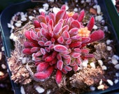 Live Succulent Lithops Cactus Pseudotruncatella Plant Crassula pubescens ssp. pubescens 547062448896_2