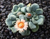 Live Succulent Lithops Cactus Pseudotruncatella Plant Aloinopsis schooneesii 540414326476_6