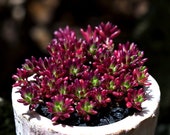 Live Succulent Lithops Cactus Pseudotruncatella Plant Portulaca gilliesii 540115849769_35