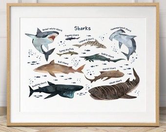 Shark watercolor  sea life print, types of sharks, ocean theme nursery