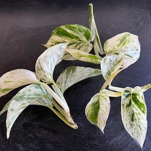 Marble Queen Pothos Cutting