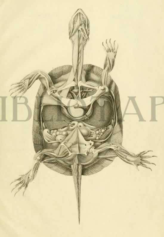 Turtle Art Set Tortoise Art Turtle Anatomy Animal | Etsy