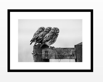 Wildlife Wall Art - The Three Little Owls (B&W), Digital, Poster, Photography