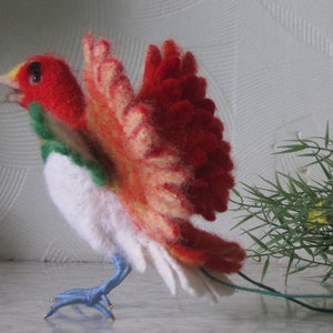 Bird of paradise Red bird Bird of bird