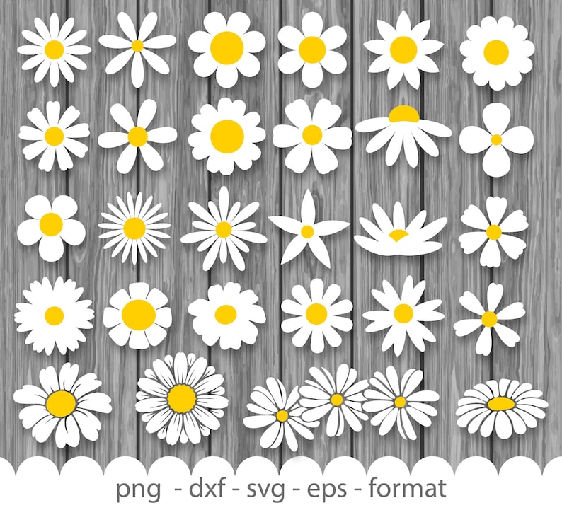 Daisies Clipart Png, Dxf, Svg, Eps. Pictures of Daisies for Cutting