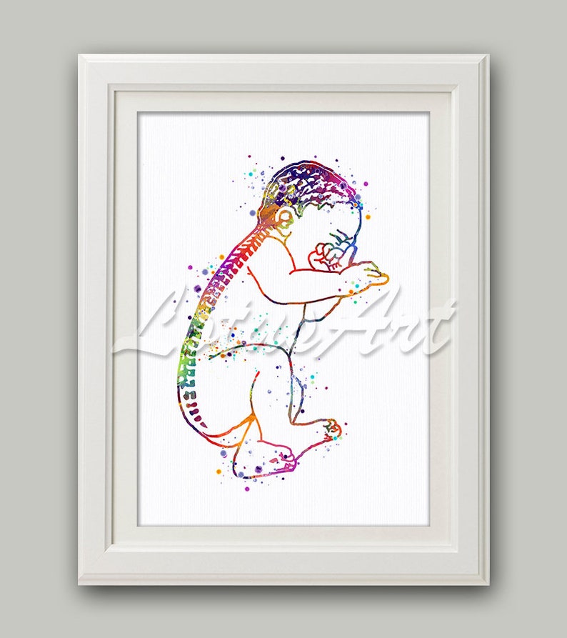 Baby Spine Anatomy Wall Art Watercolor Print Clinic Midwife image 0