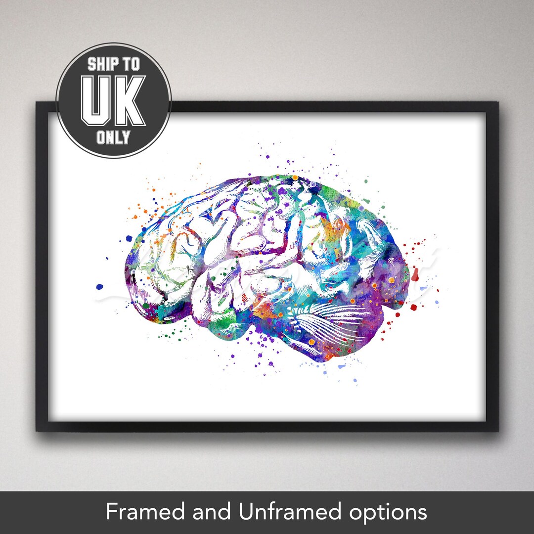Brain Anatomy Medical Watercolor Print: Human Nervous System Wall Art ...