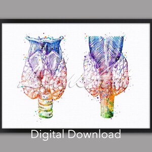 May include: A watercolor illustration of the human thyroid gland. The image shows the thyroid gland in two different views, with the left side showing the front view and the right side showing the back view. The image is painted in a variety of colors, including pink, purple, blue, and green.