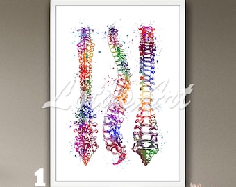 Spine Art Aquarell gerahmter Druck Anatomie Poster Medizinischer Druck Anatomische Wand Wohnkultur Chiropraktor Geschenk Orthopädie Kinesitherapist