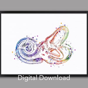 DIGITAL DOWNLOAD Bony Labyrinth Cochlea Art Inner Ear Watercolor Print Doctor Office Audiologist Gift Histology Vestibular System Structure