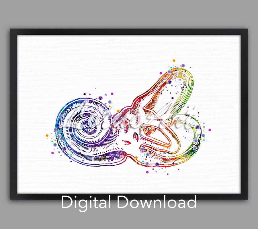 DIGITAL DOWNLOAD Bony Labyrinth Cochlea Art Inner Ear - Etsy