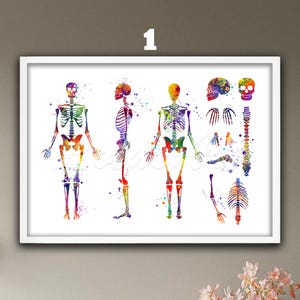 Watercolor Human Skeleton Anatomy Art Print: Doctor Office Decor