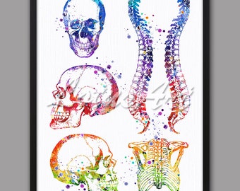 Skull Anatomy Watercolor Print: Medical Skeleton Art (Digital Download)