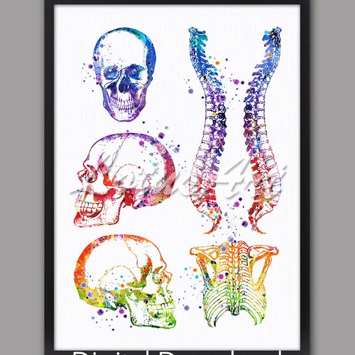 Skeleton Anatomy Poster Set of 6 Medical Art Watercolor Skull - Etsy