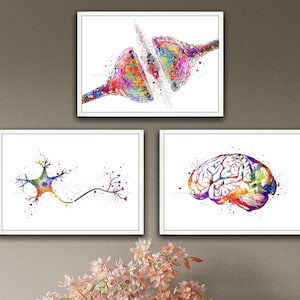 Op de afbeelding: Drie aquarellen van de menselijke hersenen en het zenuwstelsel. De eerste afbeelding toont een kleurrijk neuron met een lange axon en dendrieten. De tweede afbeelding toont een kleurrijk brein met een gedetailleerd beeld van de plooien en windingen. De derde afbeelding toont een kleurrijke synaps met een close-up van de synaptische spleet.
