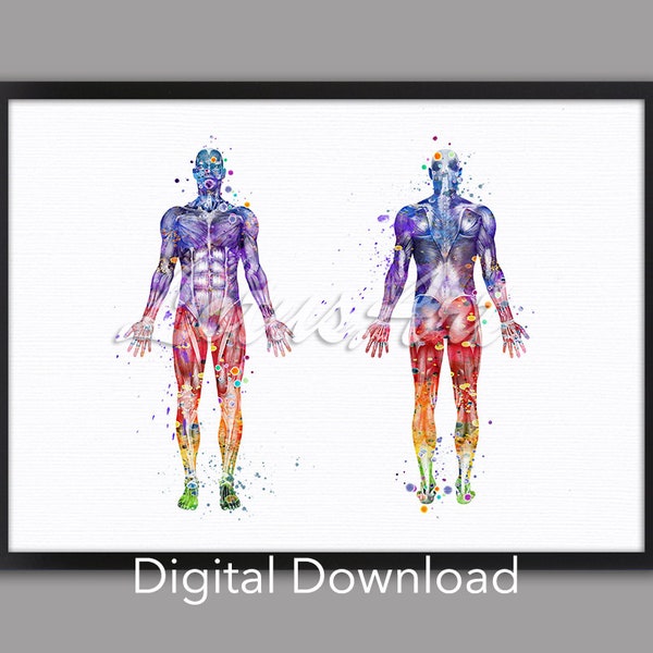 DIGITAL DOWNLOAD Body Muscles Anatomy Art Watercolor Print Clinic Wall Decor Human Body Poster Doctor Office Gifts Anatomical Medical Prints