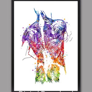 DOWNLOAD DIGITALE Muscoli della schiena umana Stampa artistica Acquerello Clinica Decorazione murale Anatomia Poster Medico Ufficio Chiropratico Regali Tela medica