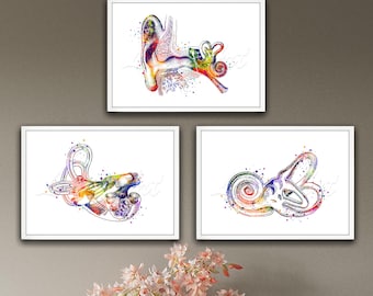 Może przedstawiać: Trzy akwarelowe ilustracje anatomii ludzkiego ucha. Każda ilustracja przedstawia inny widok ucha, z przedstawionymi w żywych kolorach strukturami ucha wewnętrznego, środkowego i zewnętrznego.