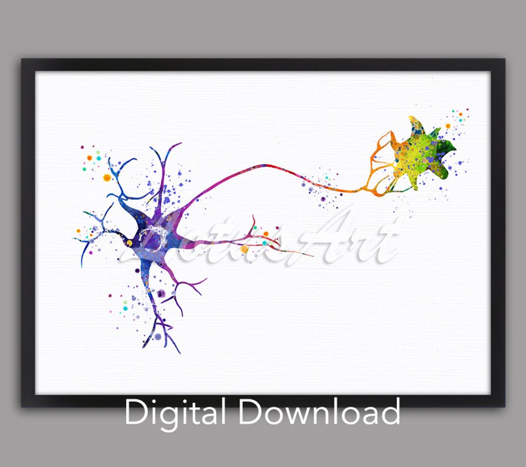 Multipolar Neuron Cell Anatomy Art Brain Neurology Medical Science ...