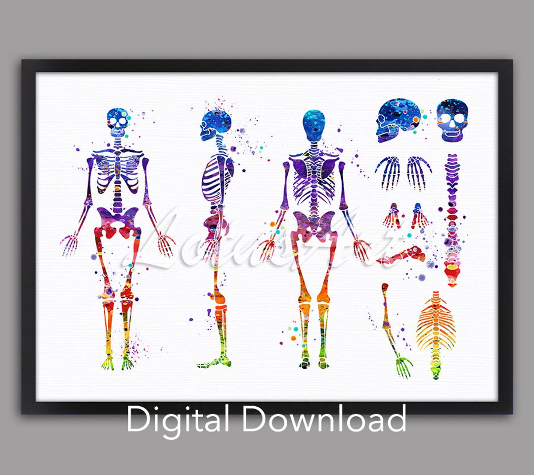 Human Skeleton Watercolor Anatomy Art Print: Doctor Office Decor ...
