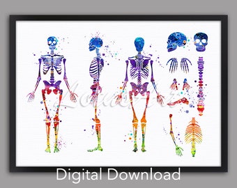 Human Skeleton Watercolor Anatomy Art Print: Doctor Office Decor (Digital Download)
