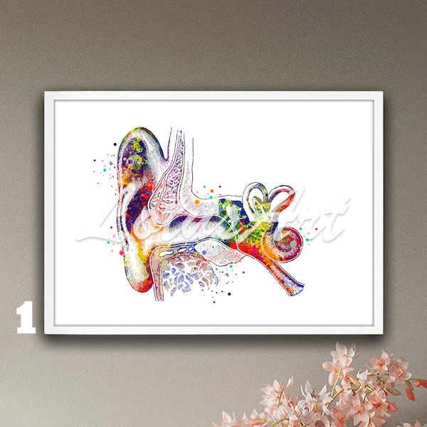 Ohr Anatomie Kunst Innenohr Aquarell gerahmter Druck HNO Audiologe Geschenk Hörschnecke Histologie Gleichgewichtssystem Struktur Arzt Arztpraxis