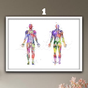Watercolor Muscle Anatomy Art Print: Doctor Office Decor