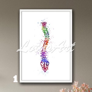 Aquarelprint scoliose wervelkolom: ingelijste anatomieposter