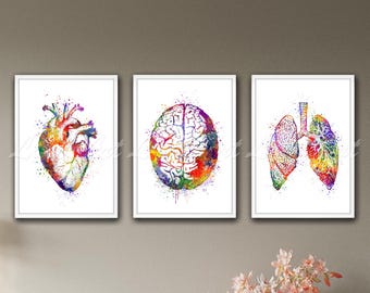 Anatomie Aquarell Druck Set: Gehirn, Herz, Lunge