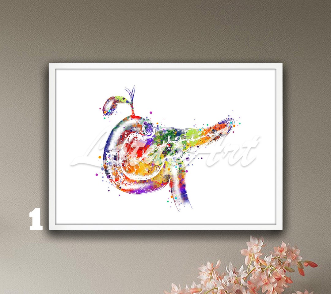 Pancreas Anatomy Wall Art Decor Digestive System Organs Watercolor ...