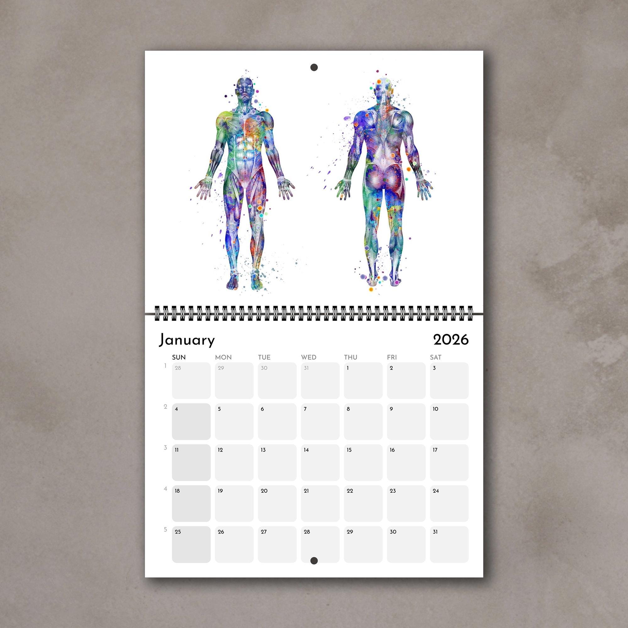 2026 Anatomy Calendar: Human Muscle Art - Medical Office Decor - Etsy