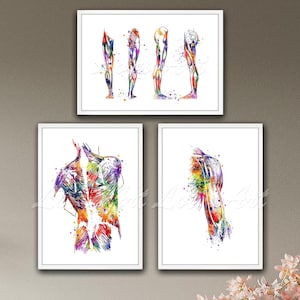 Set of 3 Human Muscles Anatomy Prints Back Leg Arm Medical Wall Art Watercolor Clinic Decor Physiotherapy Poster Medical Doctor Gift