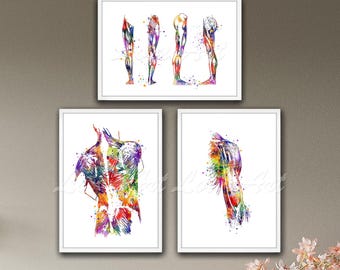 Stampe artistiche di anatomia: muscoli umani ad acquerello - Decorazioni per cliniche mediche