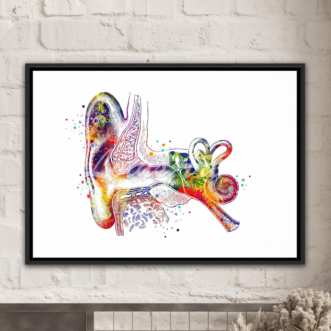 Ear Anatomy Canvas Print: Medical Clinic Wall Art Decor - Etsy