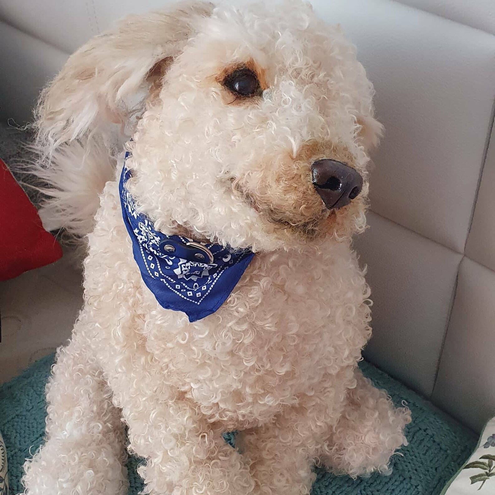 Labradoodle pet portrait dog replica poseable stuffed toy Etsy