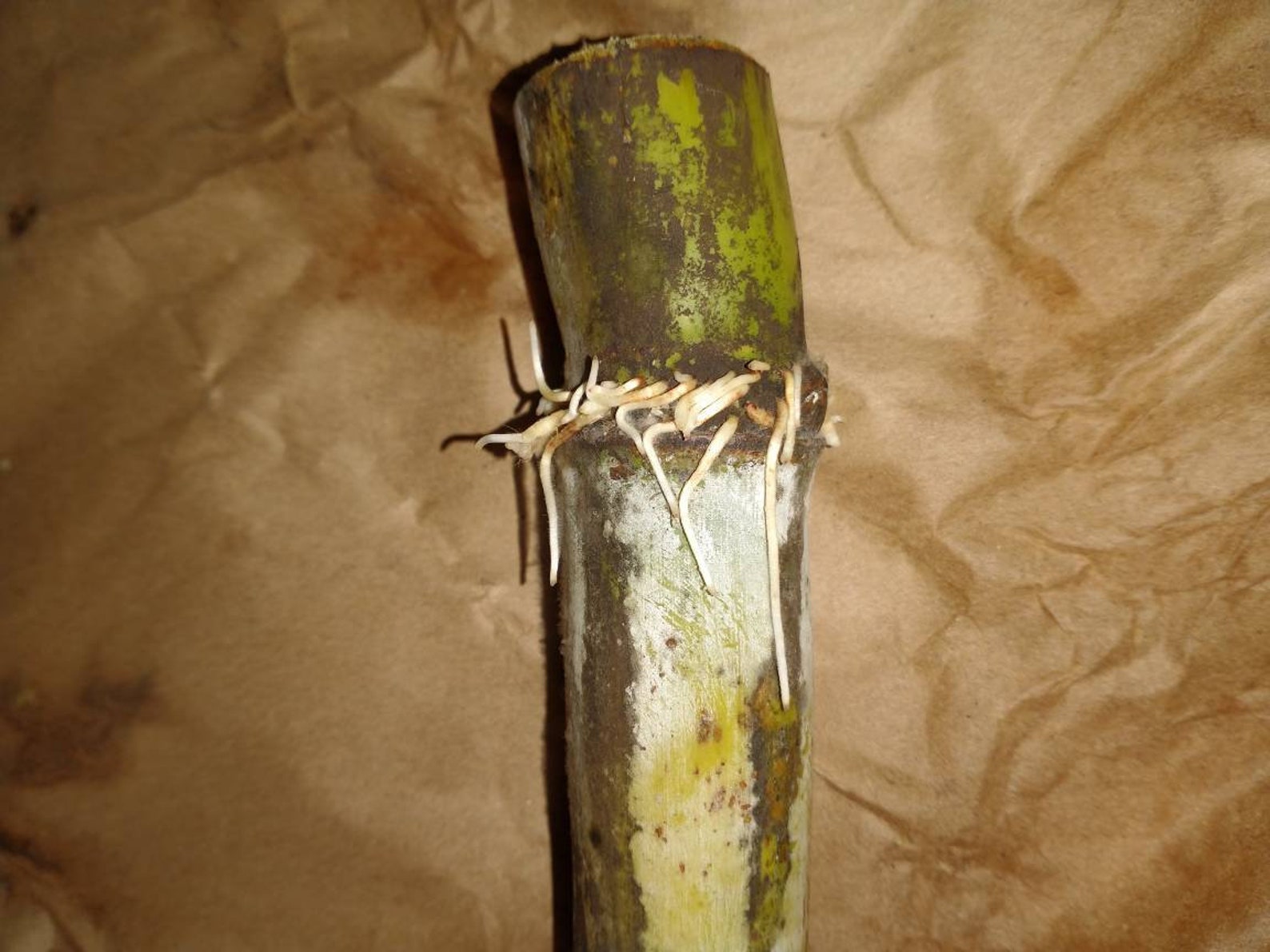 Rooted and Ready to Plant Sugar Cane Starter Plant Organic Etsy