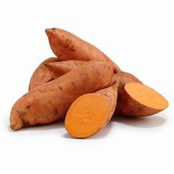 2 Rooted Orange  Sweet Potato Slips.