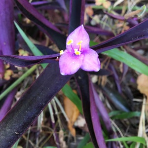 4 Purple Heart cuttings.