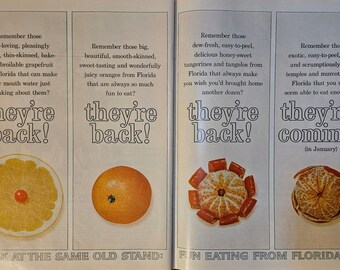 Florida Oranges and Citrus Vintage Print Ad // 1963 // Retro Decor