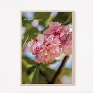 Pink Spring Blossom Photograph | High Quality Digital Image for Printing as Home Decor | Instant Download