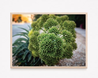 California Succulent Photograph | Desert Art Photograph | High Quality Digital Image for Printing as Home Decor | Instant Download