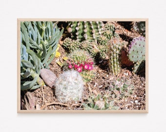 Cactus Photograph | Desert Art Photograph | High Quality Digital Image for Printing as Home Decor | Instant Download