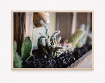 Cactus Photograph | Desert Art Photograph | High Quality Digital Image for Printing as Home Decor | Instant Download