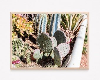 Cactus Photograph | Desert Art Photograph | High Quality Digital Image for Printing as Home Decor | Instant Download