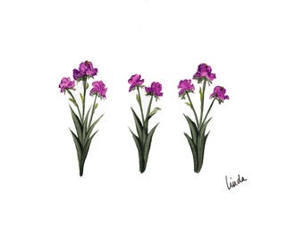 Purple Iris