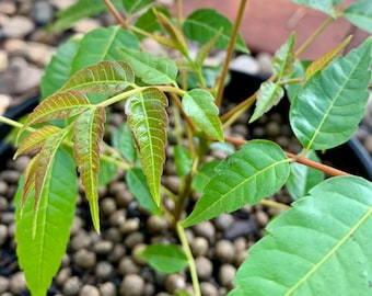 Live Toona Sinensis (Chinese Mahogany) Plant