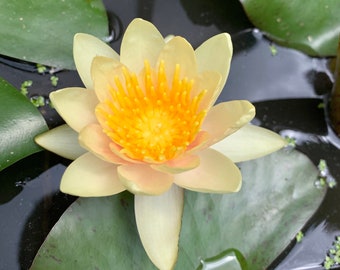 Planta viva de nenúfar resistente de color amarillo/rosa