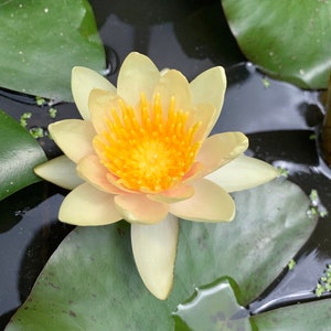 May include: A pale yellow water lily with a bright yellow centre blooms in a pond. The lily is surrounded by green lily pads.