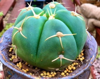Gymnocalycium Horstii (Sider Cactus) 4"