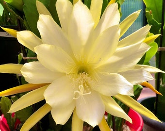 Yellow Orchid Cactus Epiphyllum Yellow - 8” Cutting